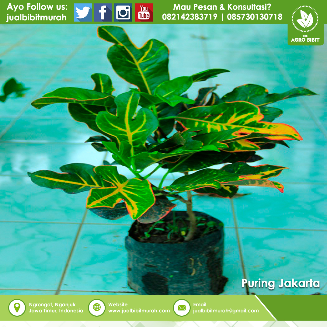 jual bibit bunga puring jakarta agro bibit jual bibit bunga puring jakarta agro bibit