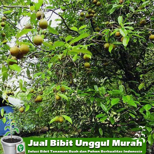 Jual Bibit Tanaman Palajamu Unggul Murah Agro Bibit ID Jual Bibit Tanaman Palajamu Unggul Murah Agro Bibit ID