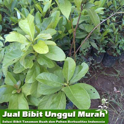 jual bibit alpukat unggul agro bibit id jual bibit alpukat unggul agro bibit id