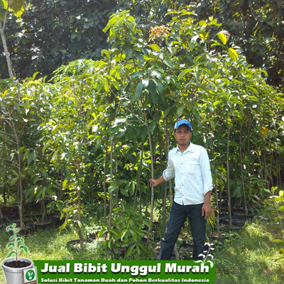 Jual Bibit Jambu Jamaika Murah 1 meter