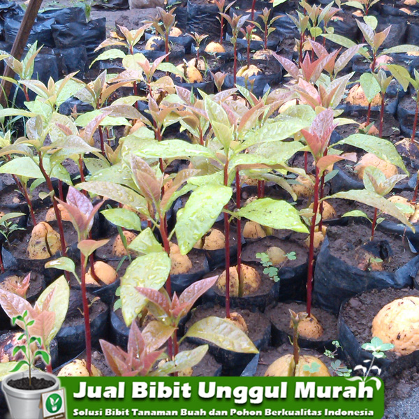 Apokat dari biji | Agro Bibit ID