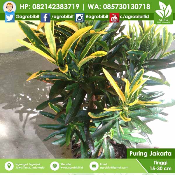 jual bibit bunga puring jakarta jual bibit bunga puring jakarta