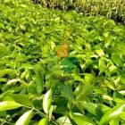 grosir bibit pohon mahoni