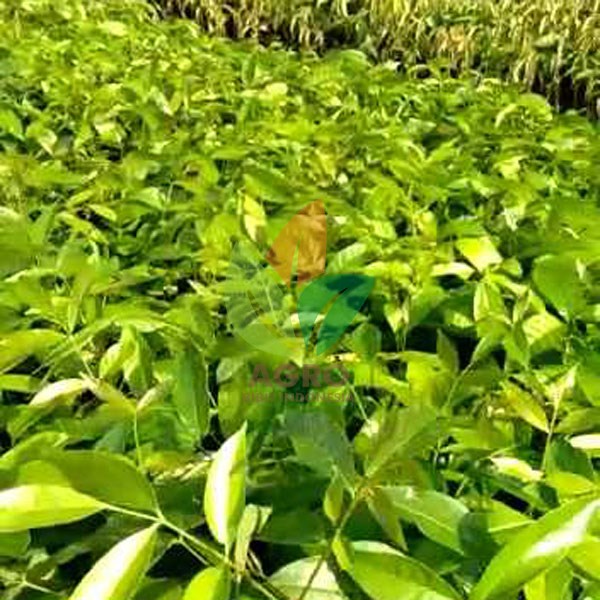 Mahoni Siap Tanam Murah