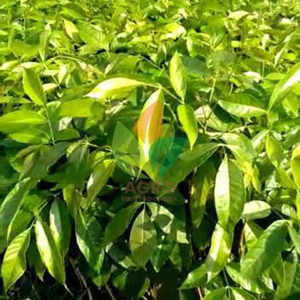Mahoni Siap Tanam Murah