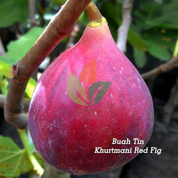 Jual Bibit Buah Tin Khurtmani