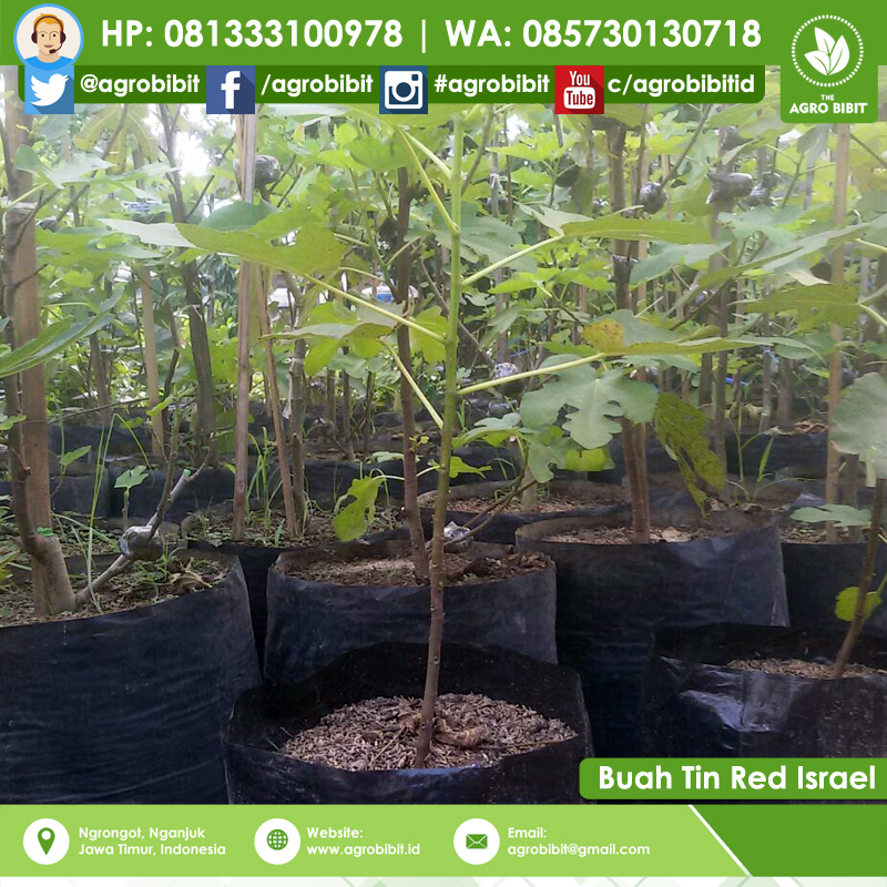 jual bibit buah tin israel agro bibit id jual bibit buah tin israel agro bibit id