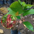 Kakao Coklat Super Biji 30 cm