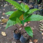 Bibit Kakao / Coklat asal Sambung Cepat Berbuah
