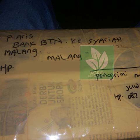 pengiriman bibit buah tin ke malang agro bibit id pengiriman bibit buah tin ke malang agro bibit id