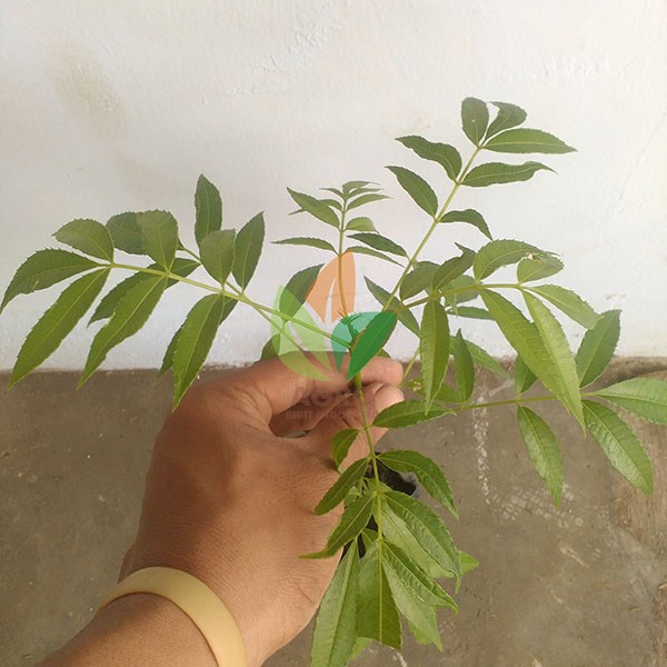 Kedondong Lokal asal Biji
