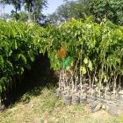 Pohon Trembesi