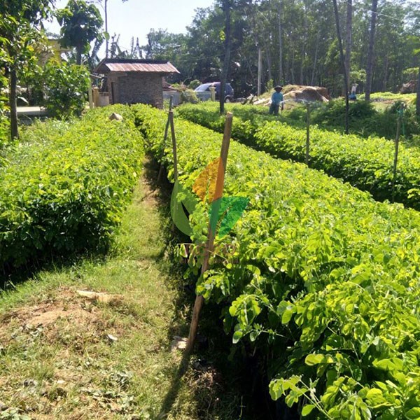 Pohon Trembesi Siap Tanam