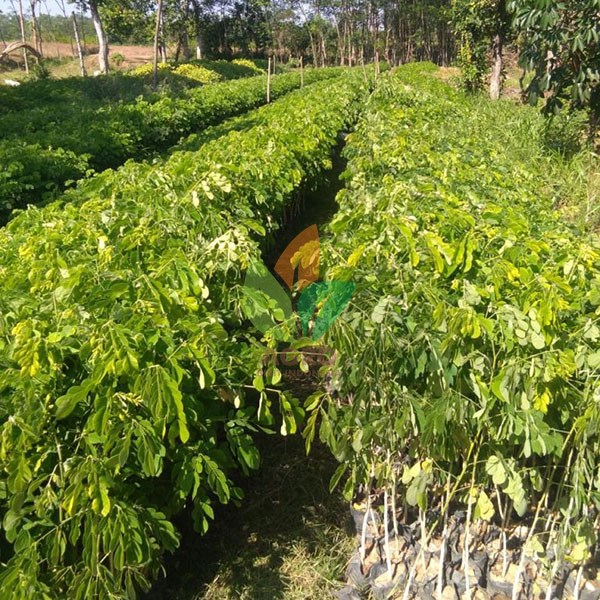 Pohon Trembesi Siap Tanam