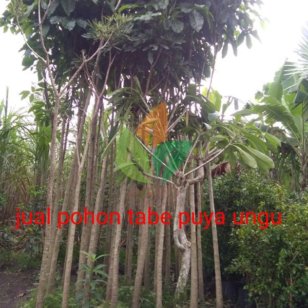 Tabebuya Pink 2 Meter UP