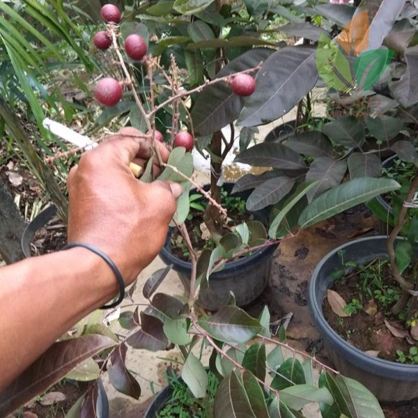 Kelengkeng Merah Berbuah
