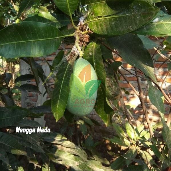 Mangga Madu 75 Cm UP
