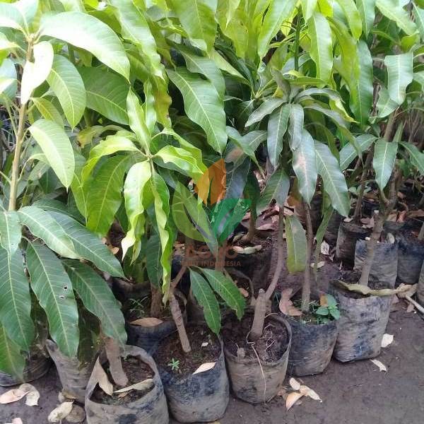 Madu 45 Madu 45