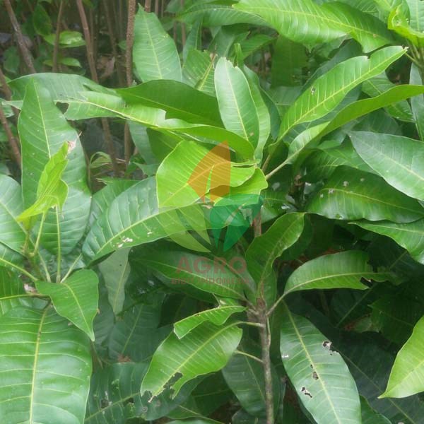 Mangga Madu 75 Cm UP