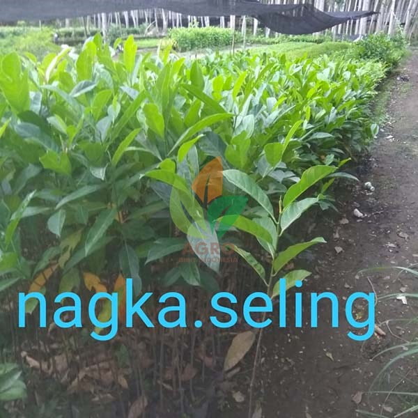 Nangka Seedling / Asal Biji