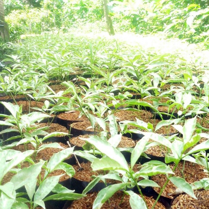 Rombusa Mini Daun Silver