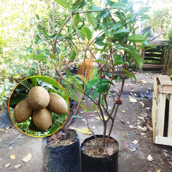 Sawo Lokal asal Cangkok