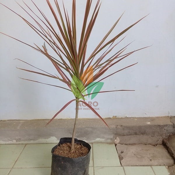 Tanaman Tricolor