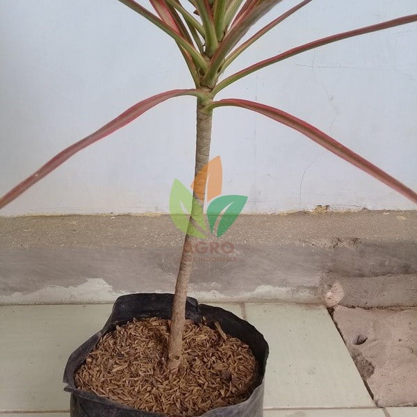 Tanaman Tricolor