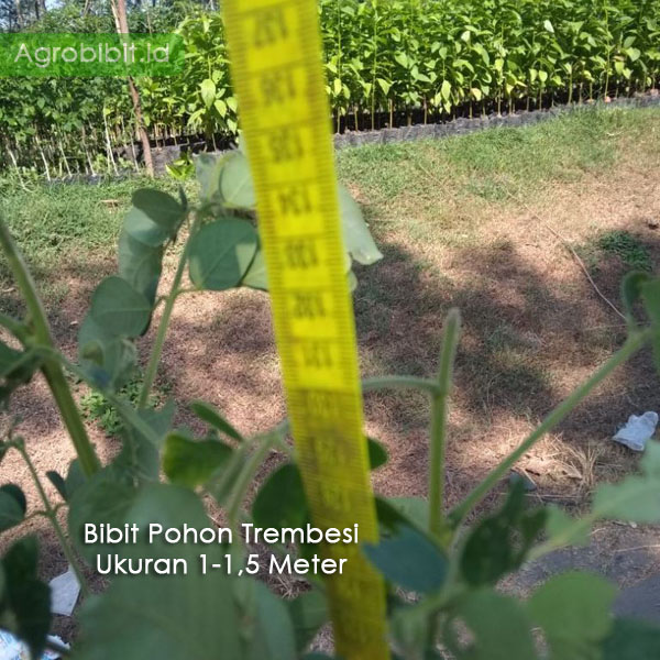 Pohon Trembesi 1 Meter UP
