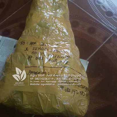 Paket Bibit Flamboyan ke-Makassar