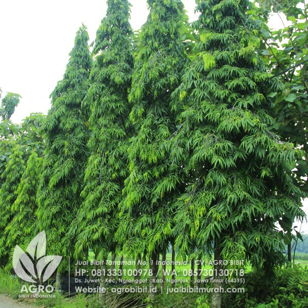 Pohon Glodok Pecut 4 Meter