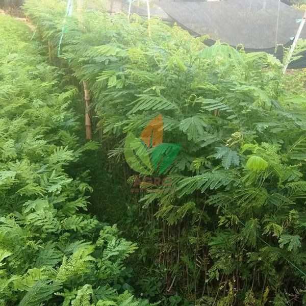 Jual Bibit Sengon Solomon 50 Cm  Agro Bibit ID