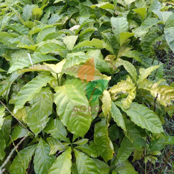 Kopi Robusta asal Biji