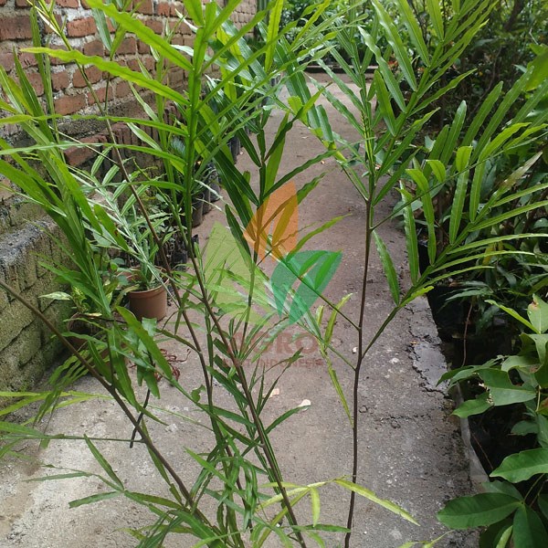 Kiara Payung (Pinisium) Kecil