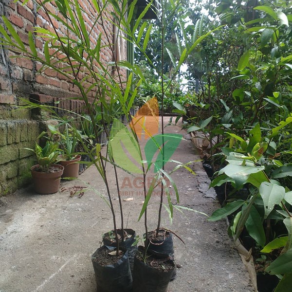 Kiara Payung (Pinisium) Kecil