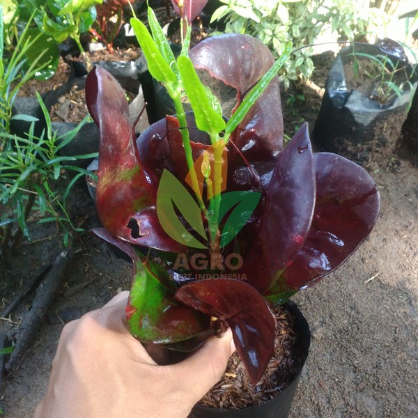 Puring Jengkol Cantik