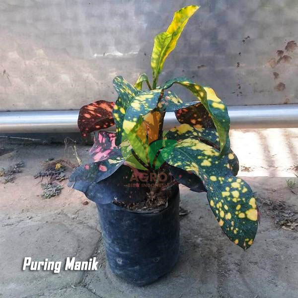 Puring Manik Cantik