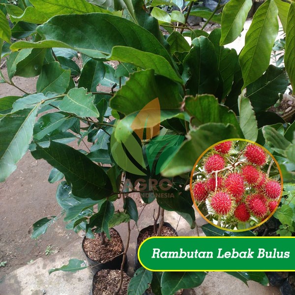 jual bibit rambutan lebak bulus jual bibit rambutan lebak bulus