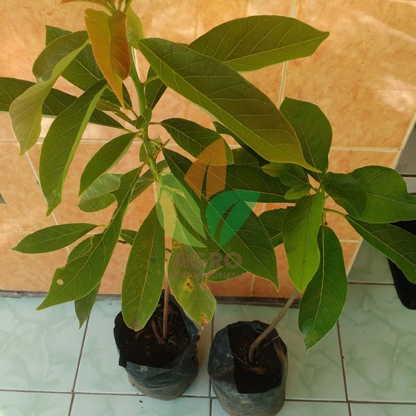 Jual Bibit Alpukat Lokal asal Sambung | Agro Bibit ID