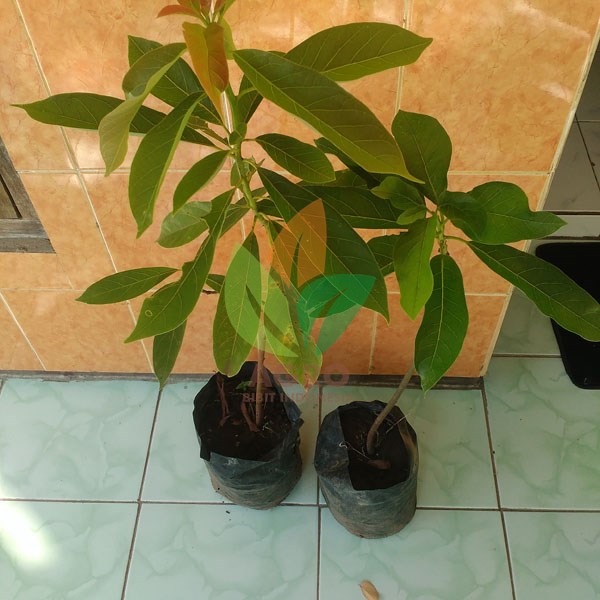 Jual Bibit Alpukat Lokal asal Sambung | Agro Bibit ID
