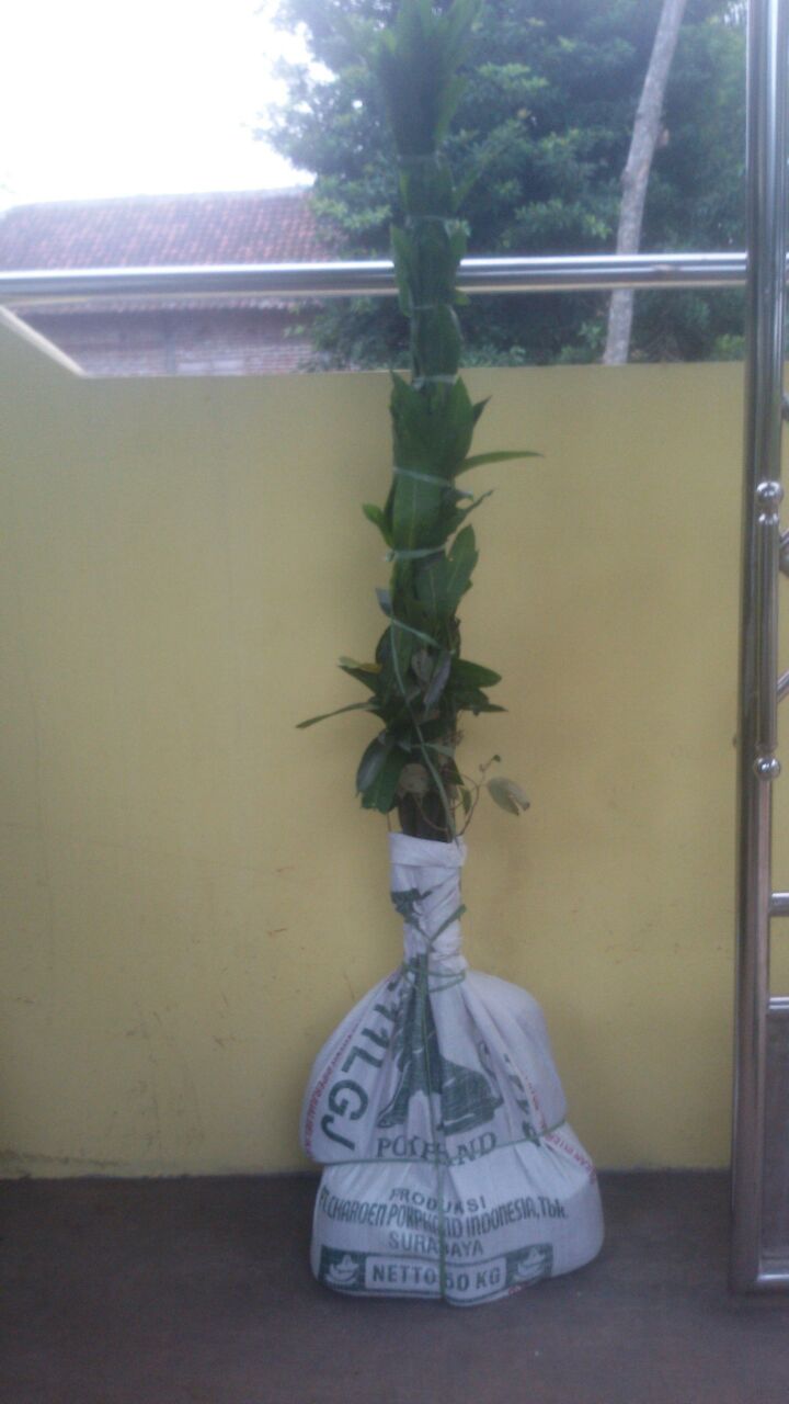 pengiriman aneka bibit buah ke surabaya agro bibit id pengiriman aneka bibit buah ke surabaya agro bibit id