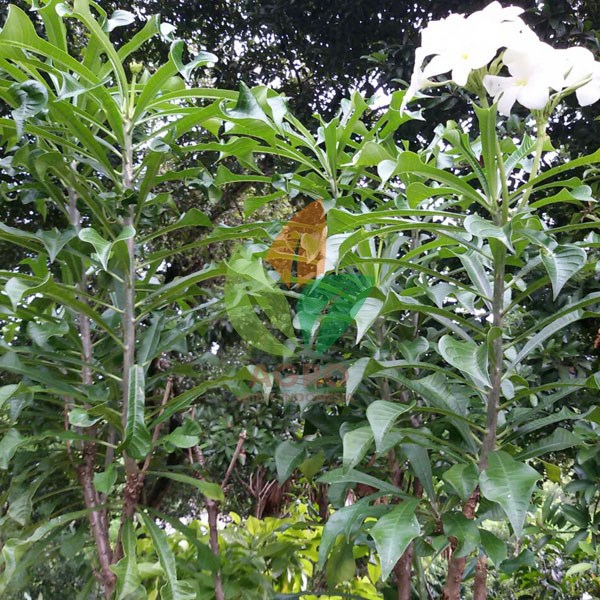 Bunga Pagoda Putih 25 cm