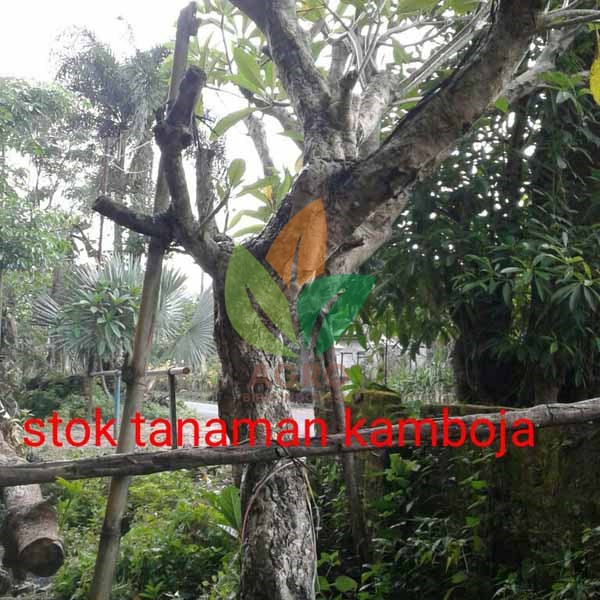 Kamboja Fosil Aneka Ukuran