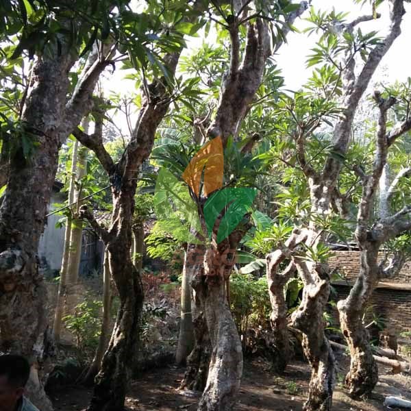 Kamboja Fosil Aneka Ukuran