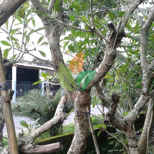 Kamboja Fosil Aneka Ukuran