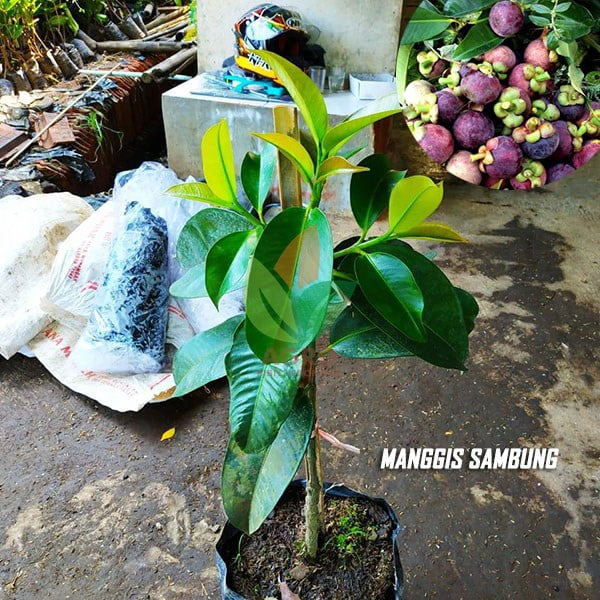 Manggis asal Sambung