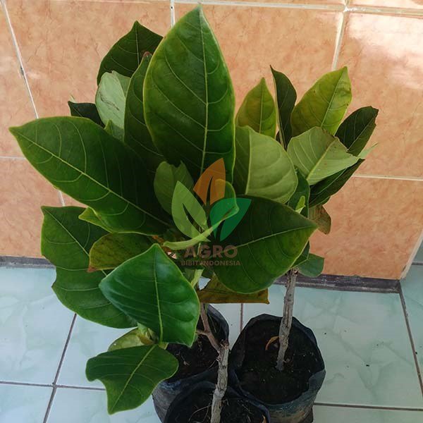 Jual Bibit Nangka Mini asal Okulasi | Agro Bibit ID