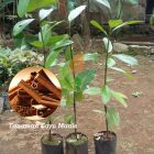Kayu Manis Super