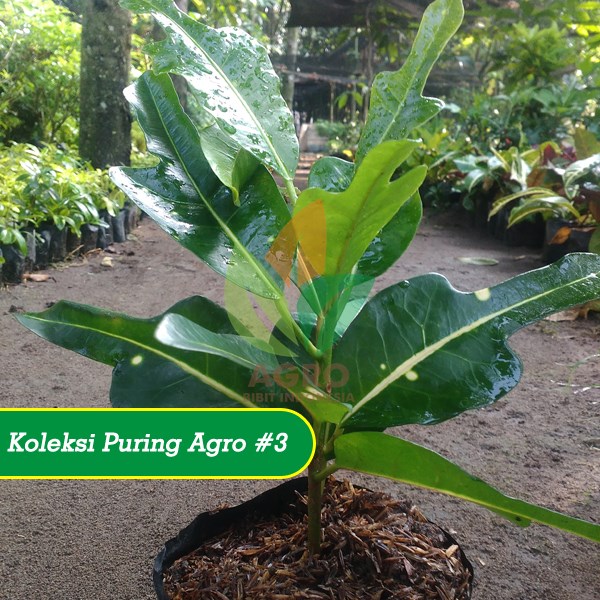 Puring Hias Putri Bulan