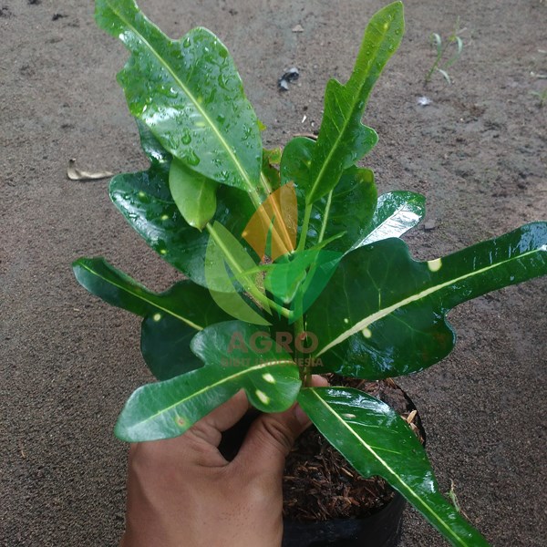 Puring Hias Putri Bulan